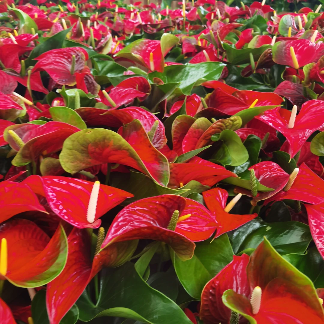 特价120杯红掌大花品种