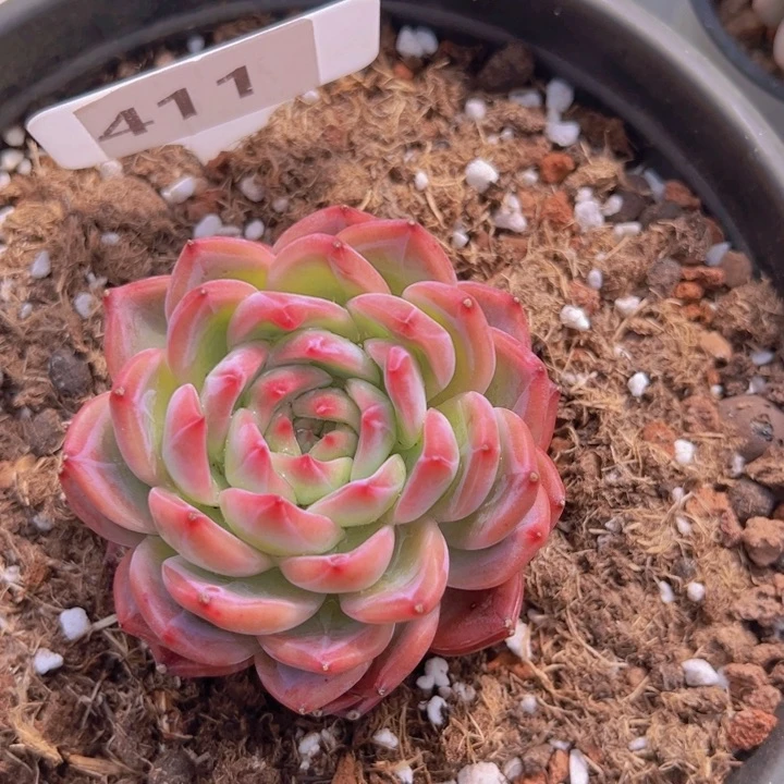 健健康康平平安安