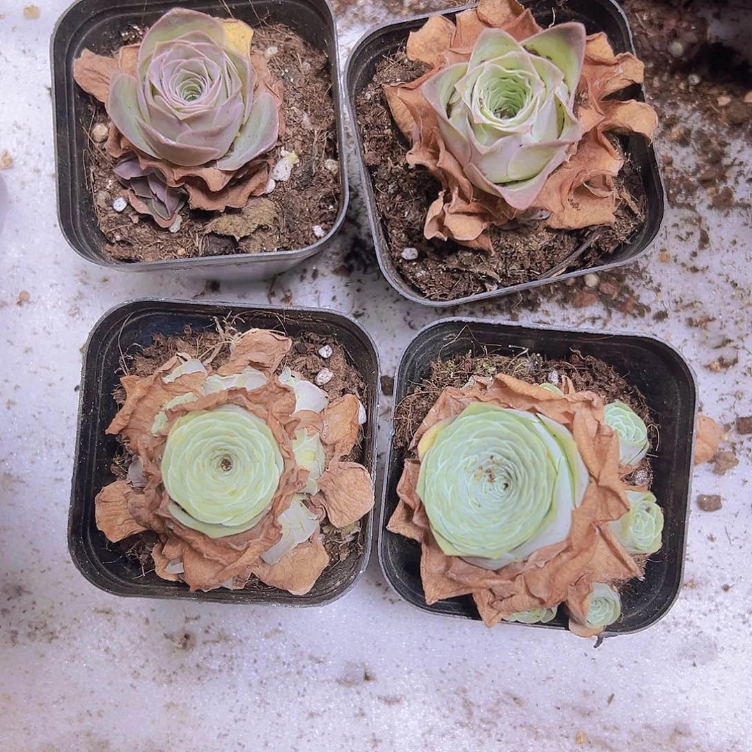 小情书组合5盆捧花带盆带土