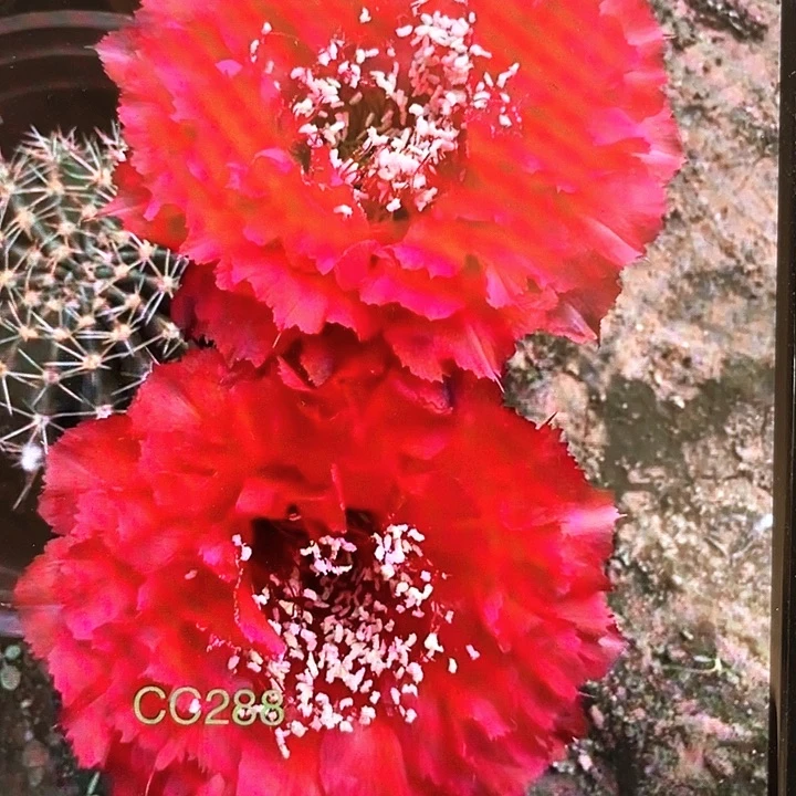 cc288侧芽歪4公分以上满18包邮