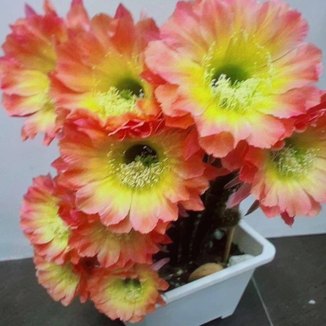 彩草 光辉岁月 侧芽