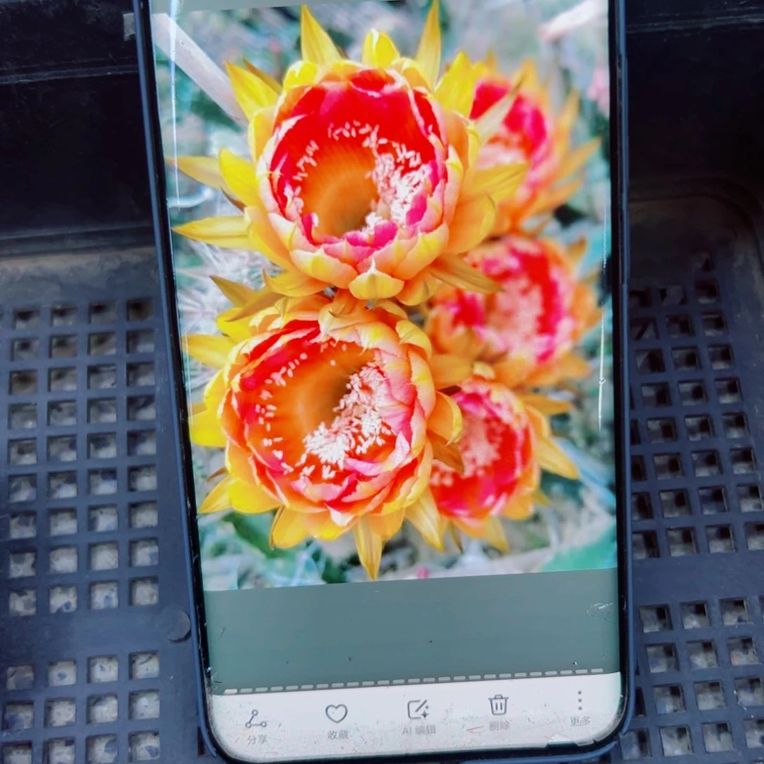 下52彩草火焰莲花歪无根侧芽4公分左右20包邮