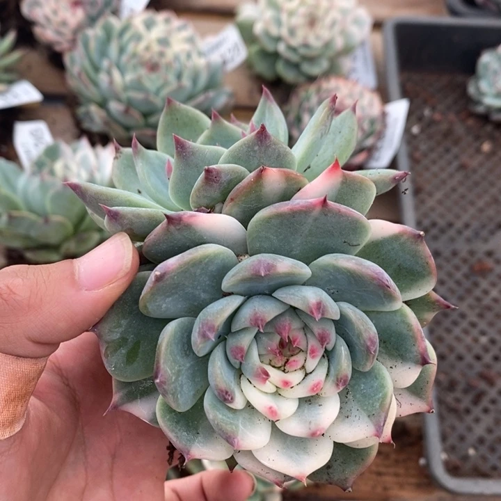 吉娃娃锦多肉植物A1350