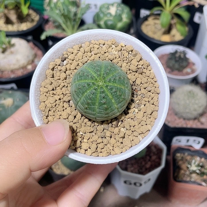 清****591实生欧布仙人球