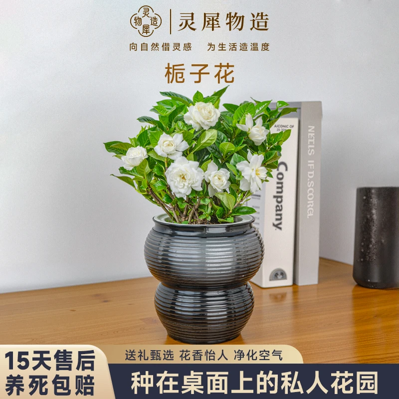 【灵犀物造】栀子花绿植盆栽室内易养喜阳四季植物桌面办公室客厅