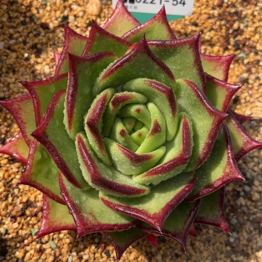 从前慢多肉精选编号0221.54