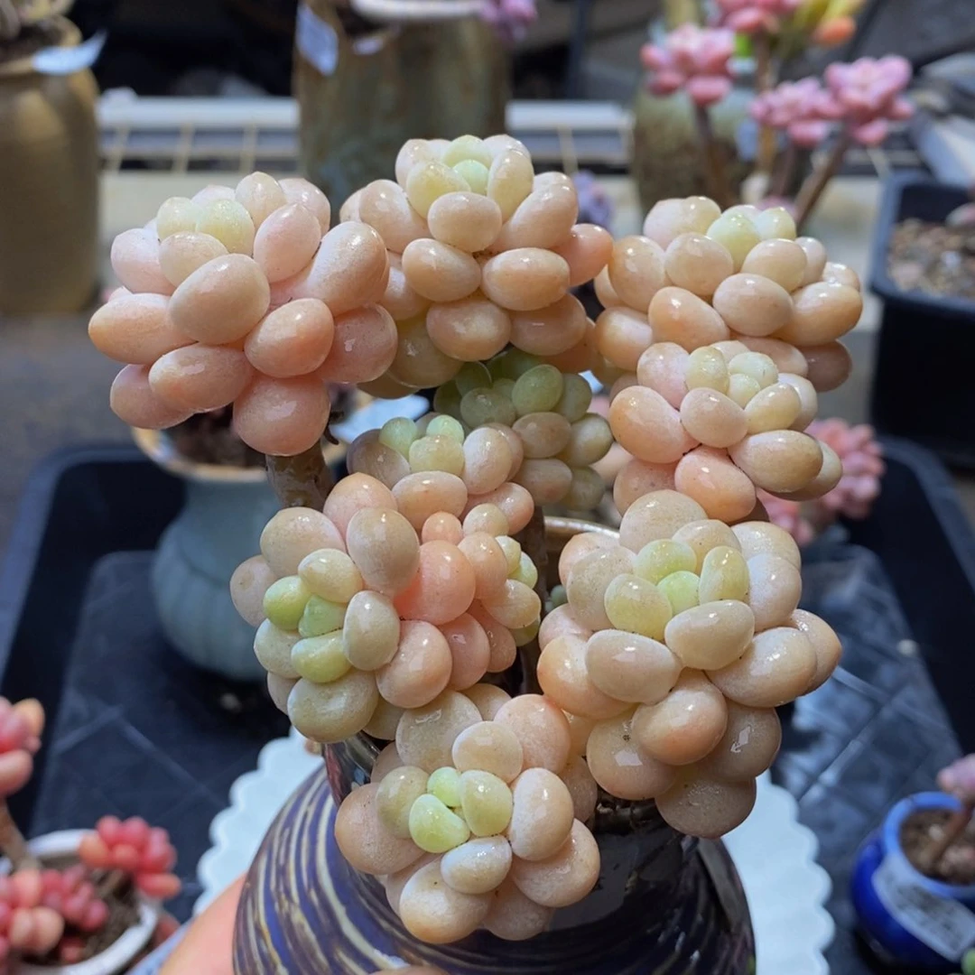 286 洛可可 10、厘米