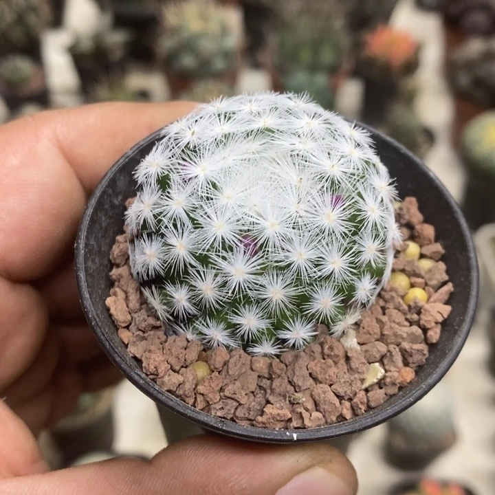 大春心特价福利包邮