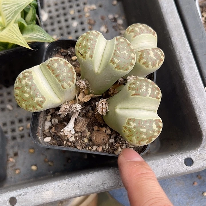 无花朵实生青蛇生石花