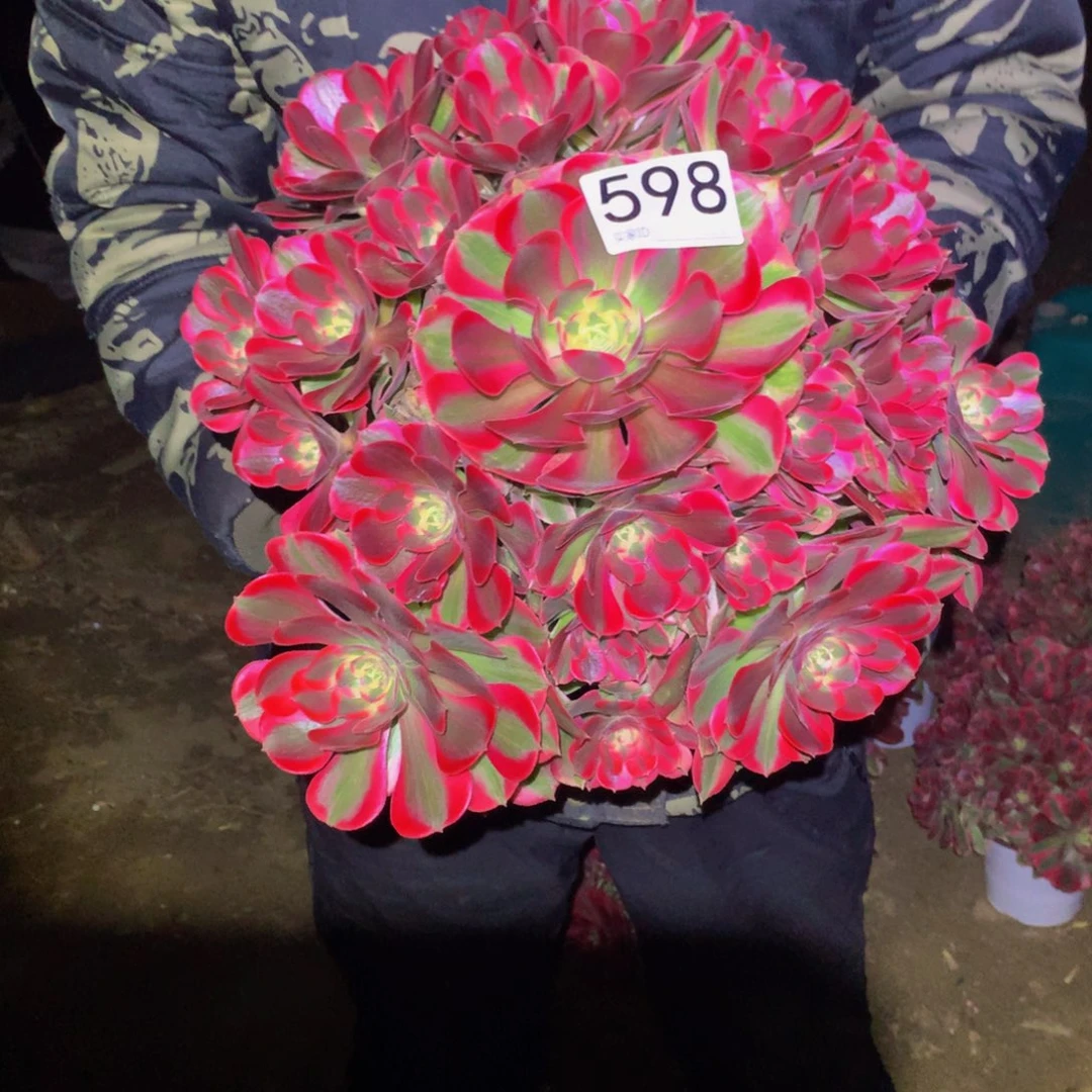 法师多肉植物598