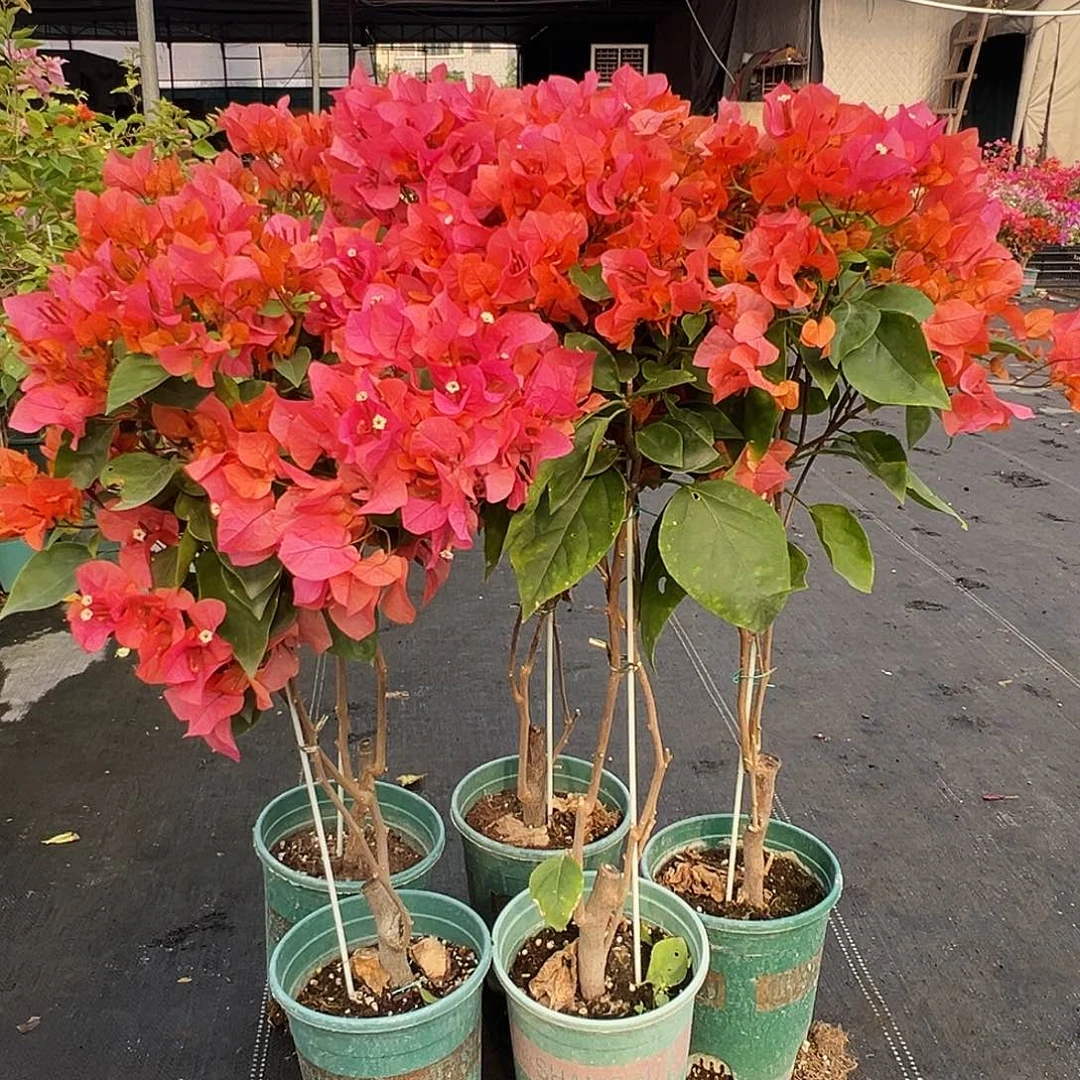 大部分花苞少量开放波妹带竹一颗，棒棒糖型的