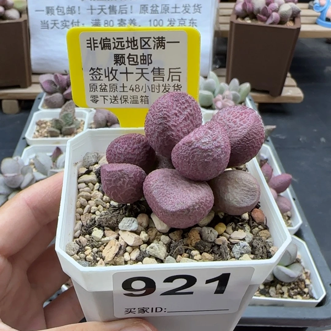 921红烧肉多肉植物