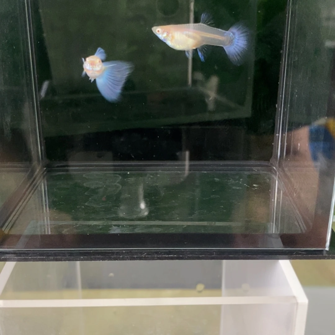 孔雀鱼紫白欧翼一对