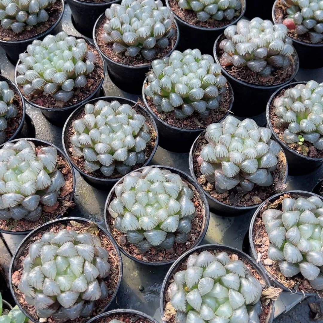 特晚特子多肉植物一颗多肉