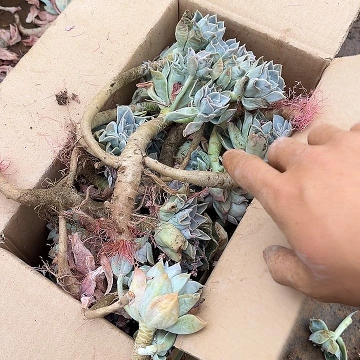 哈里5号断枝处理10.88多肉植物