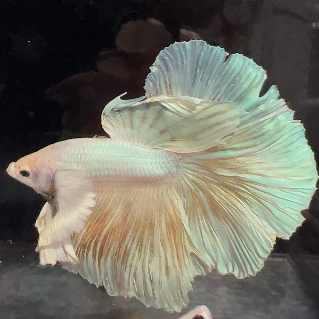 斗鱼4号绝美上架：巨耳芒果慕斯蛋糕