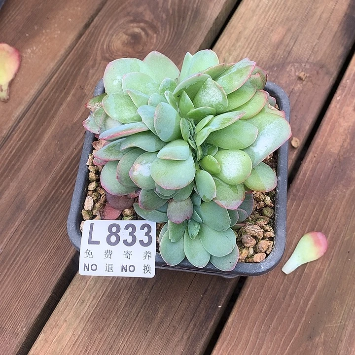 布鲁兰缀化 多肉植物9.28号发