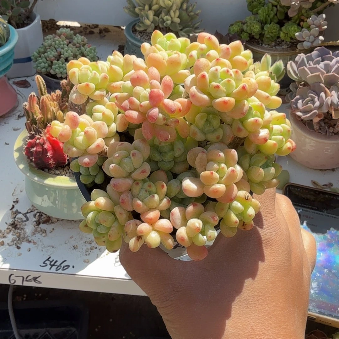 果冻罗琦多肉植物精品