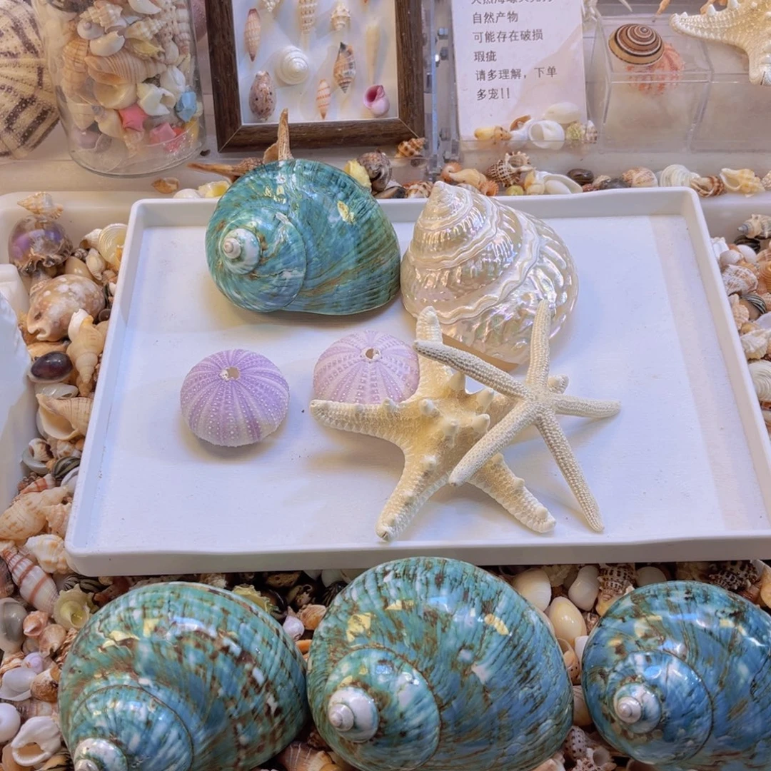 国***店紫海胆2个，海星一对