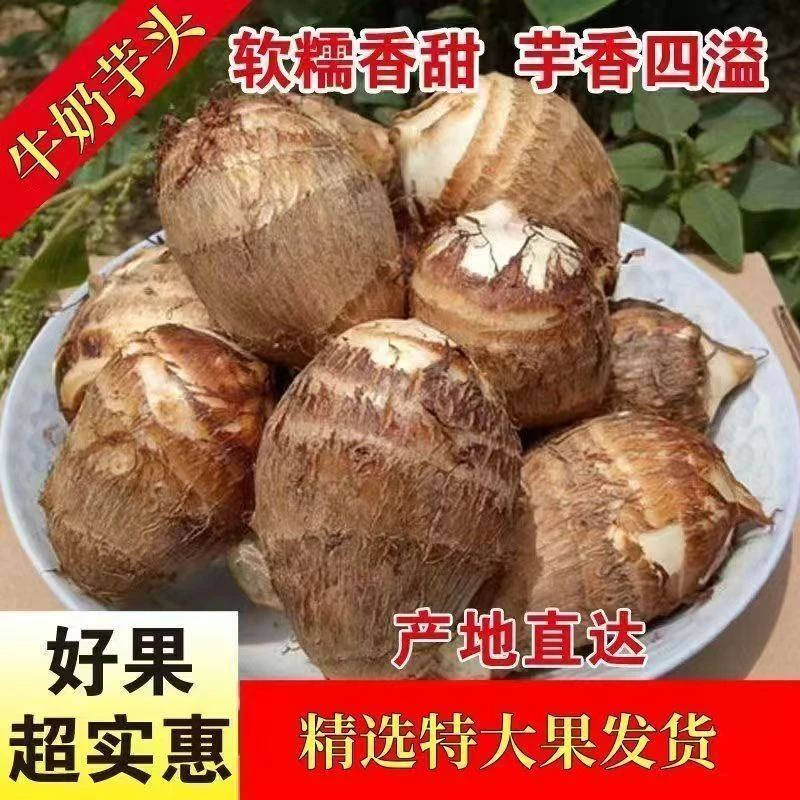 山东牛奶小芋头农家新鲜芋头牛奶芋小奶芋头软糯芋头奶香