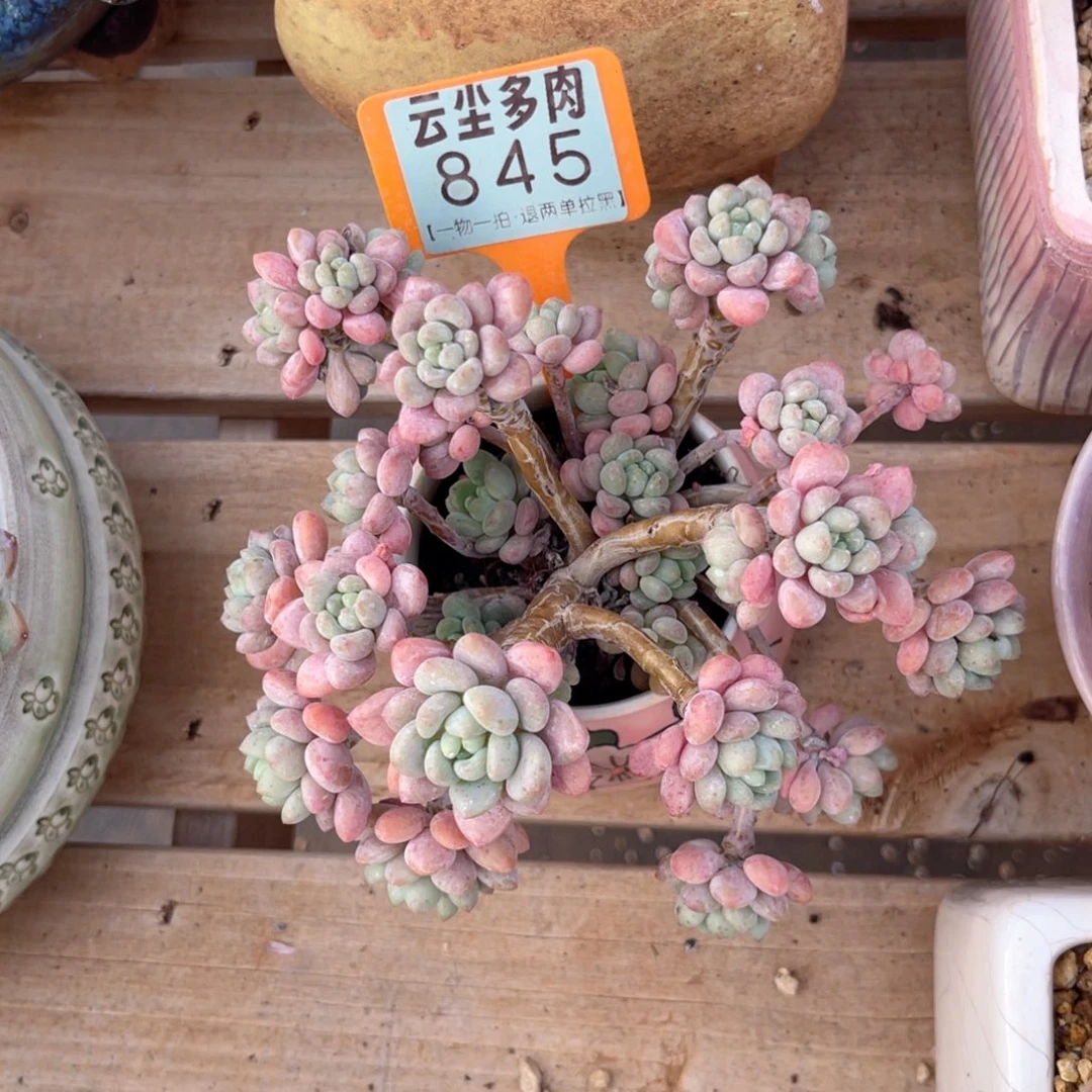多***喵云尘多肉一物一拍845不含盆，