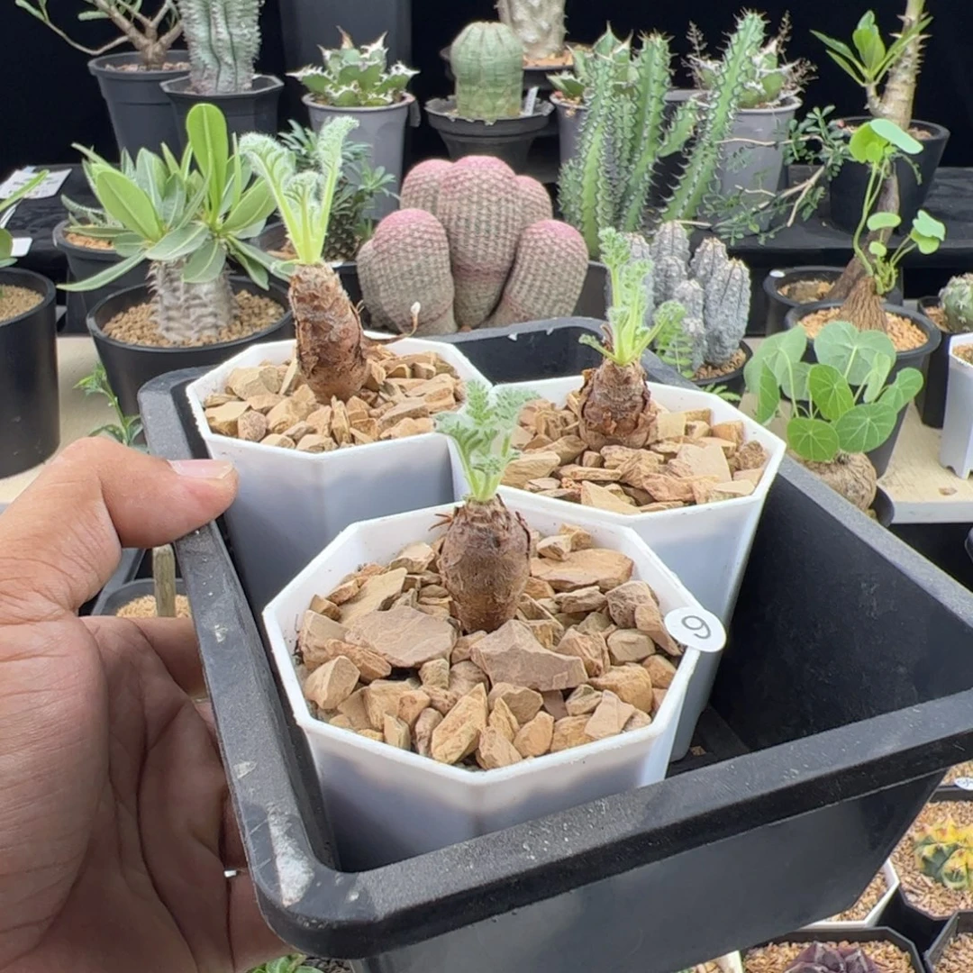 羽叶洋葵三颗带盆发