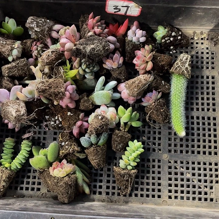 37号筐带土发货一堆