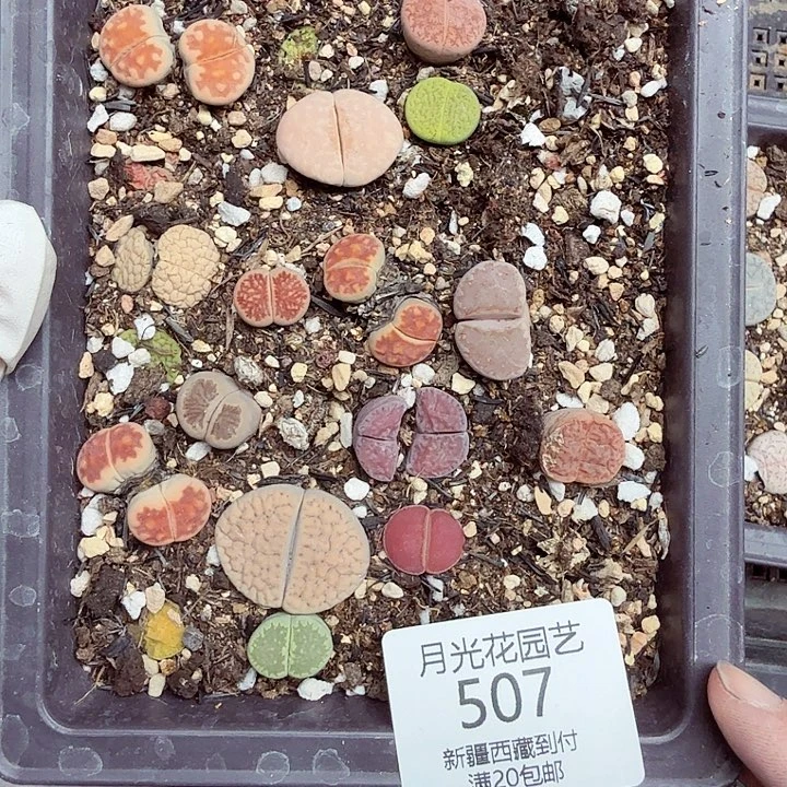 不用我送过去咯的咯507好