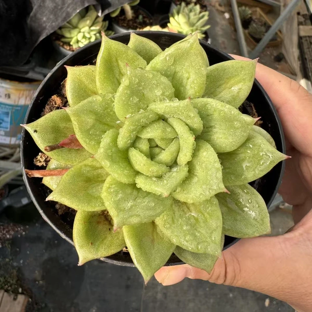 林肯玛利亚单头老桩多肉