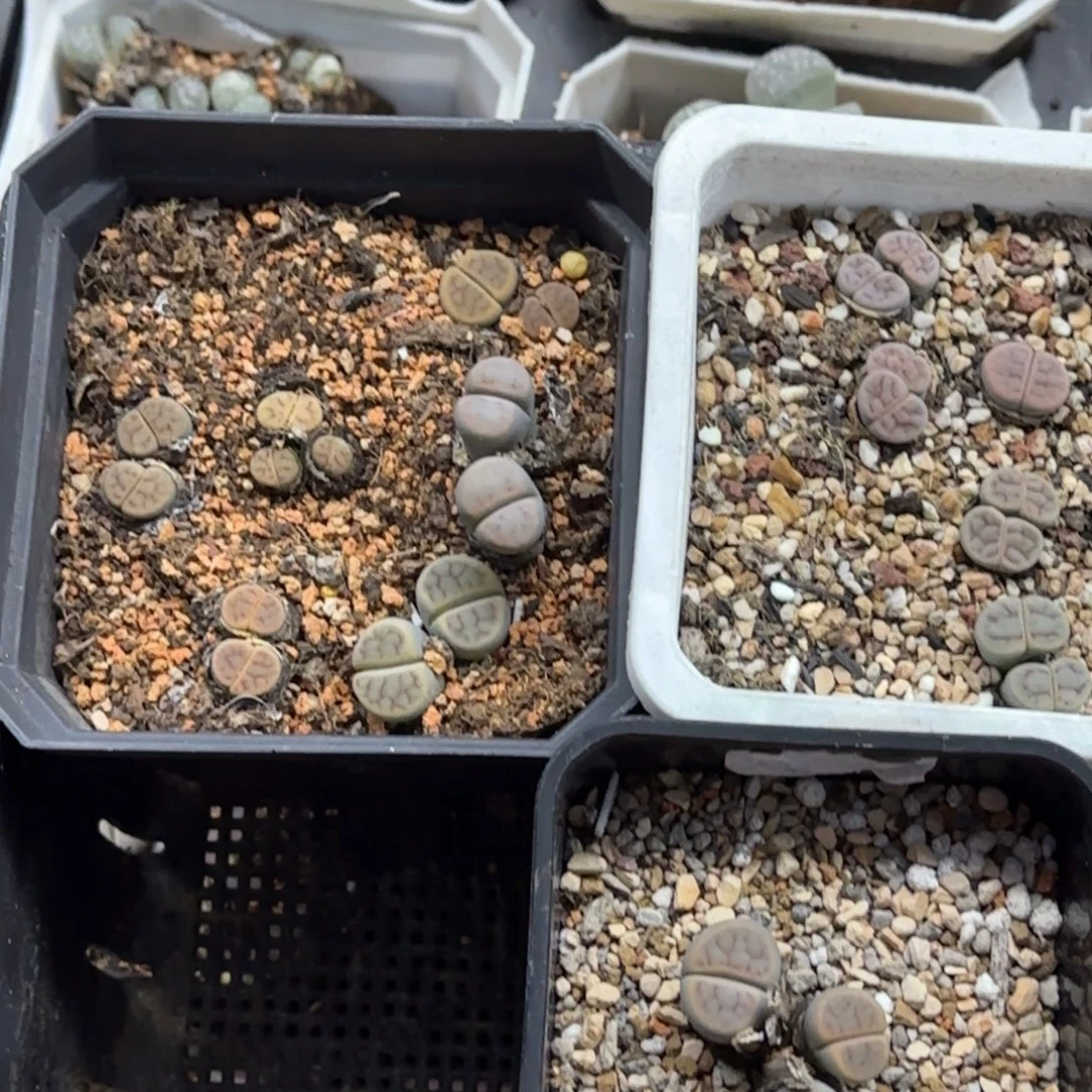 m***m福利专拍生石花30包邮