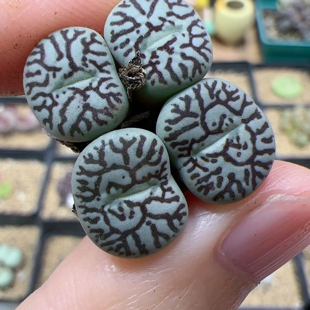 【闪购商品】149 秒