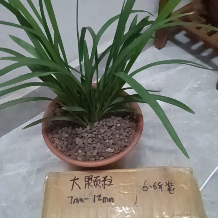 羽***征兰菌颗粒大颗粒6.6斤