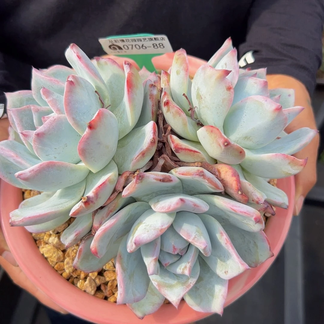 多肉一物一拍07061-88