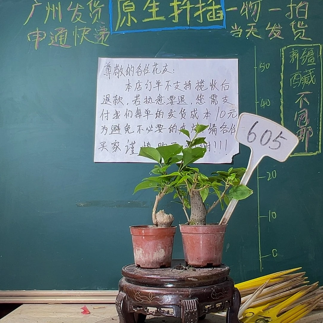 当前无花栽培后可以开花口红掌中宝 盲盒掌中宝605