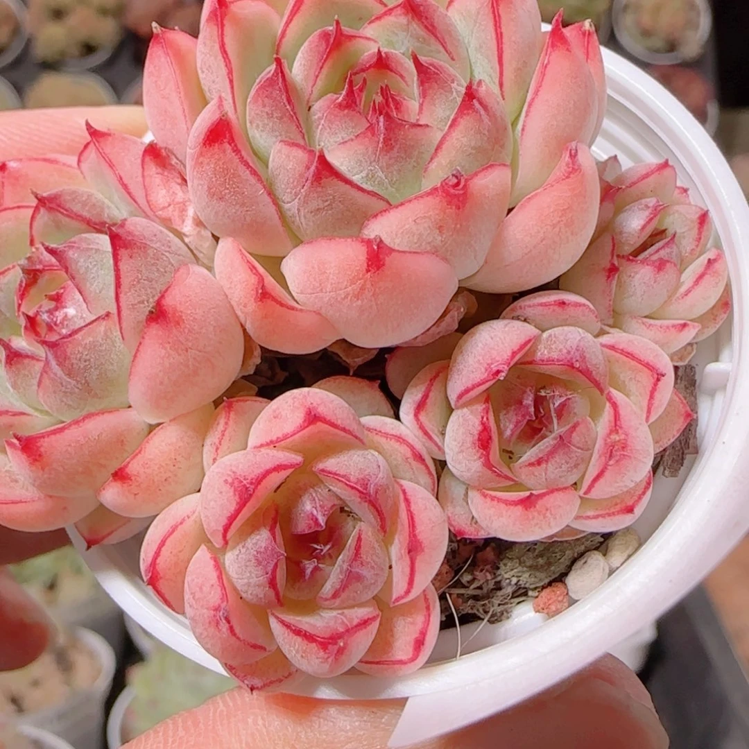 花语逸镜1130-97散