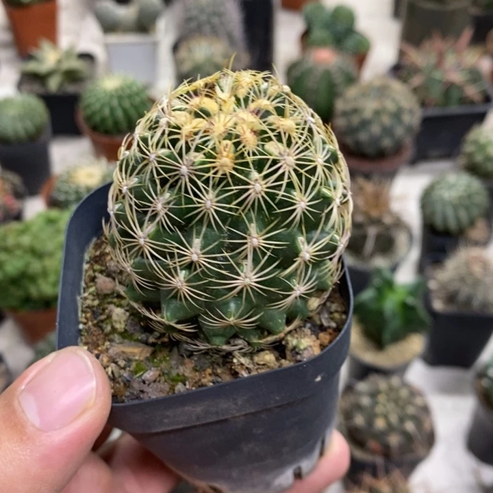 实生密刺大统领特价福利