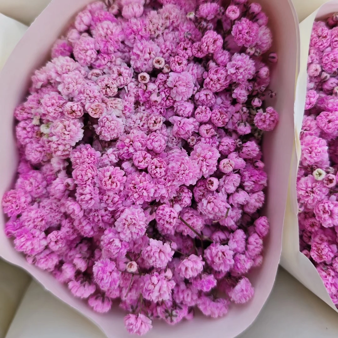 云南精选满天星一把（备注颜色）