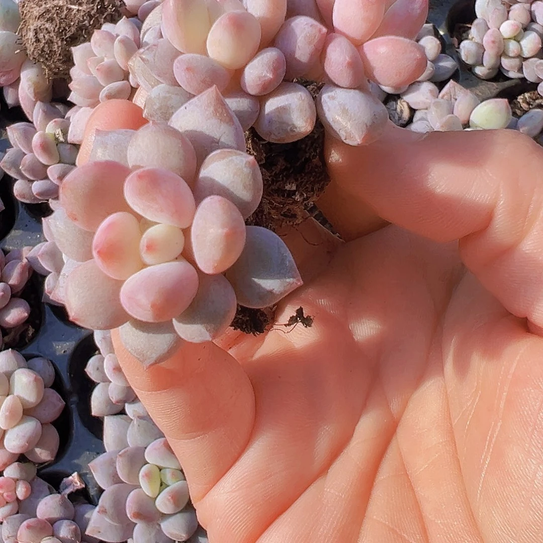 半夏苗3颗19包邮多肉植物