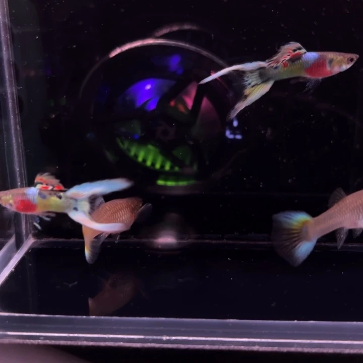 孔雀鱼霓虹双剑2对