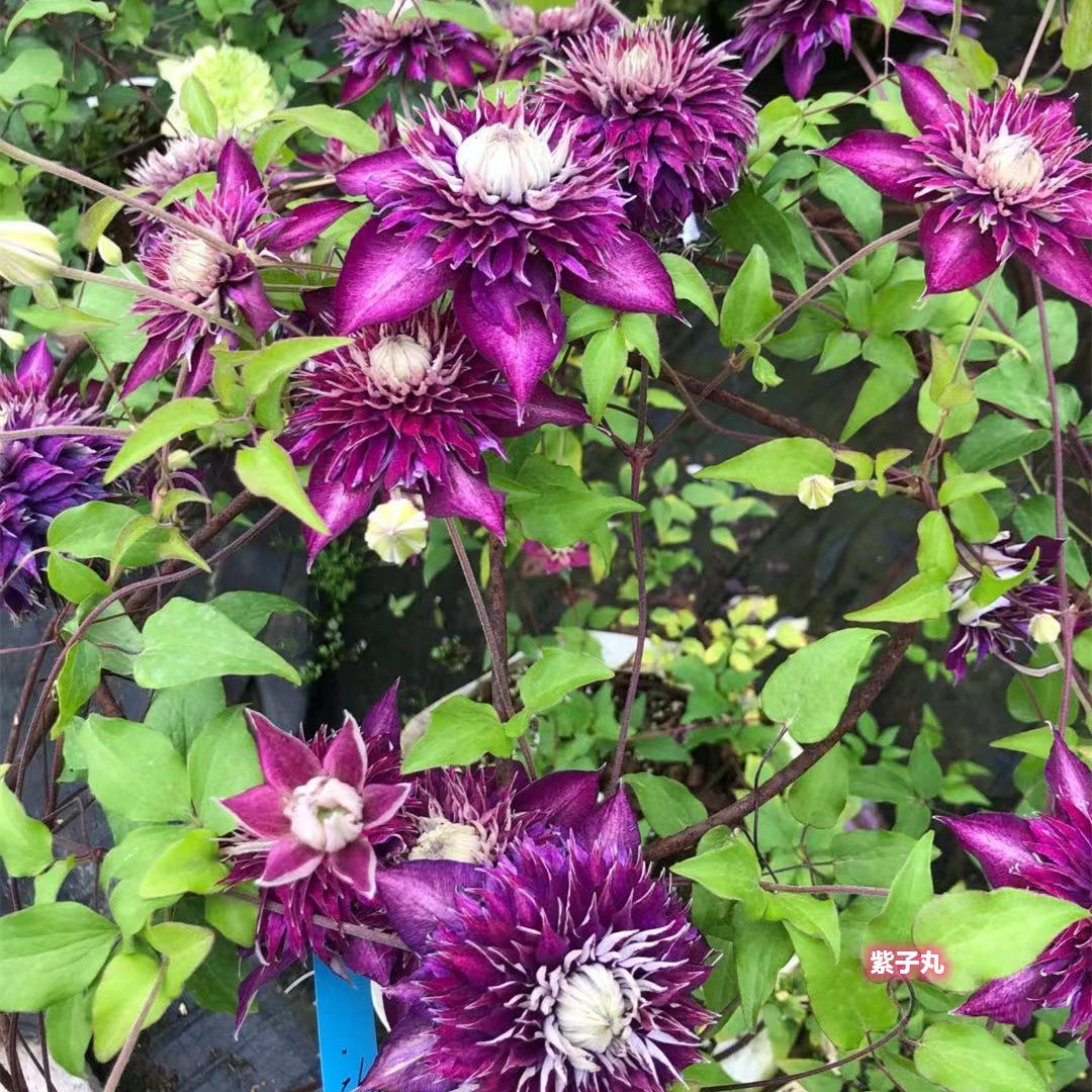 顺丰包邮  紫子丸2加仑盆 爬藤铁线莲庭院阳台种植多季节开花