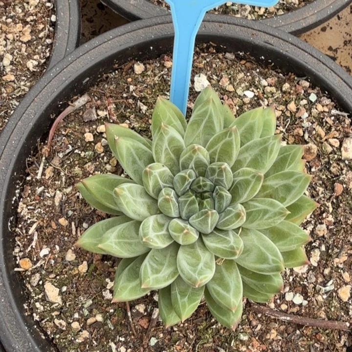 雪花美人一物一拍042