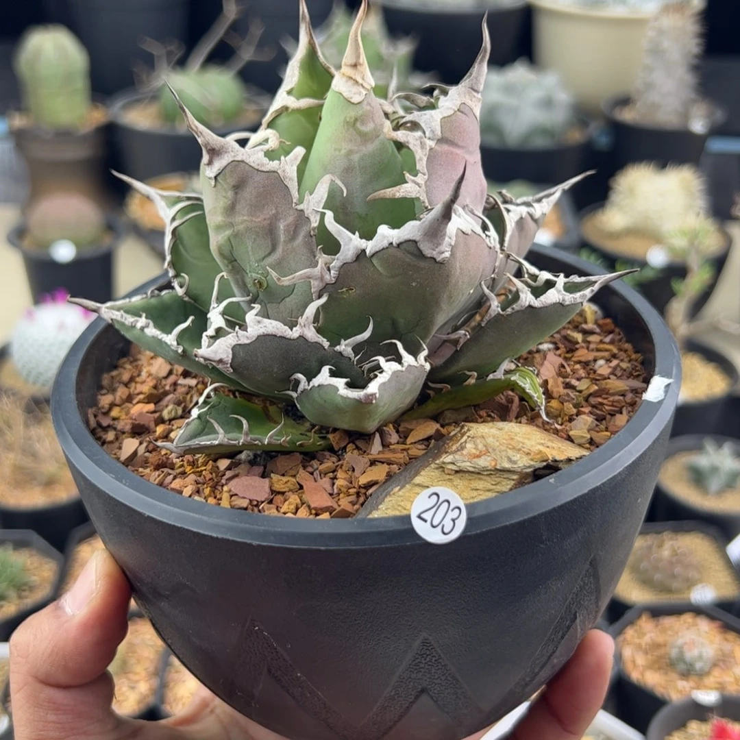 凯撒龙舌兰一物一拍203