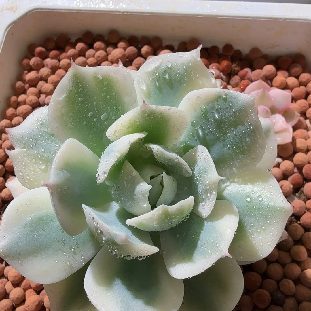雪域白锦，多肉植物
