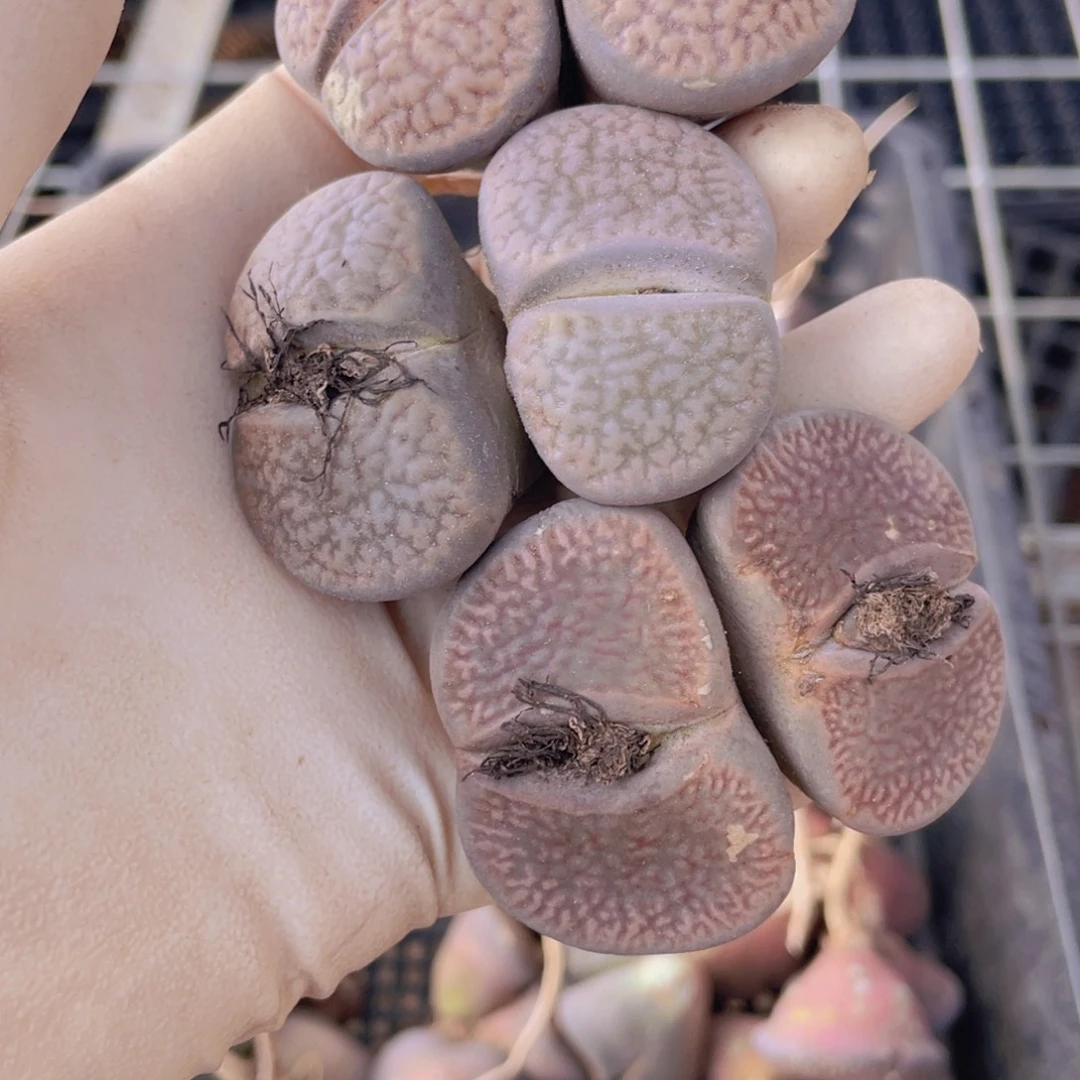 3颗双头富贵888888888888