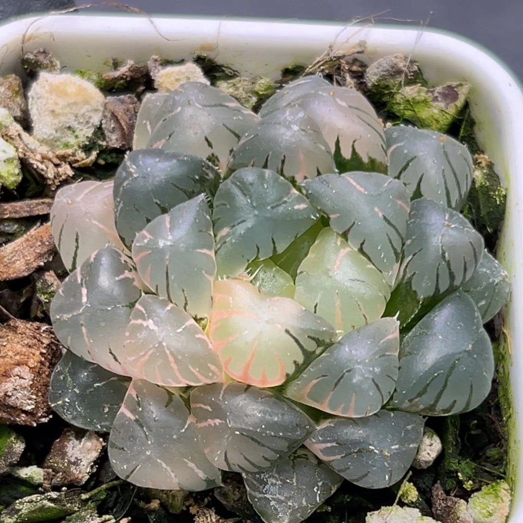 恭喜发财大吉大利2695