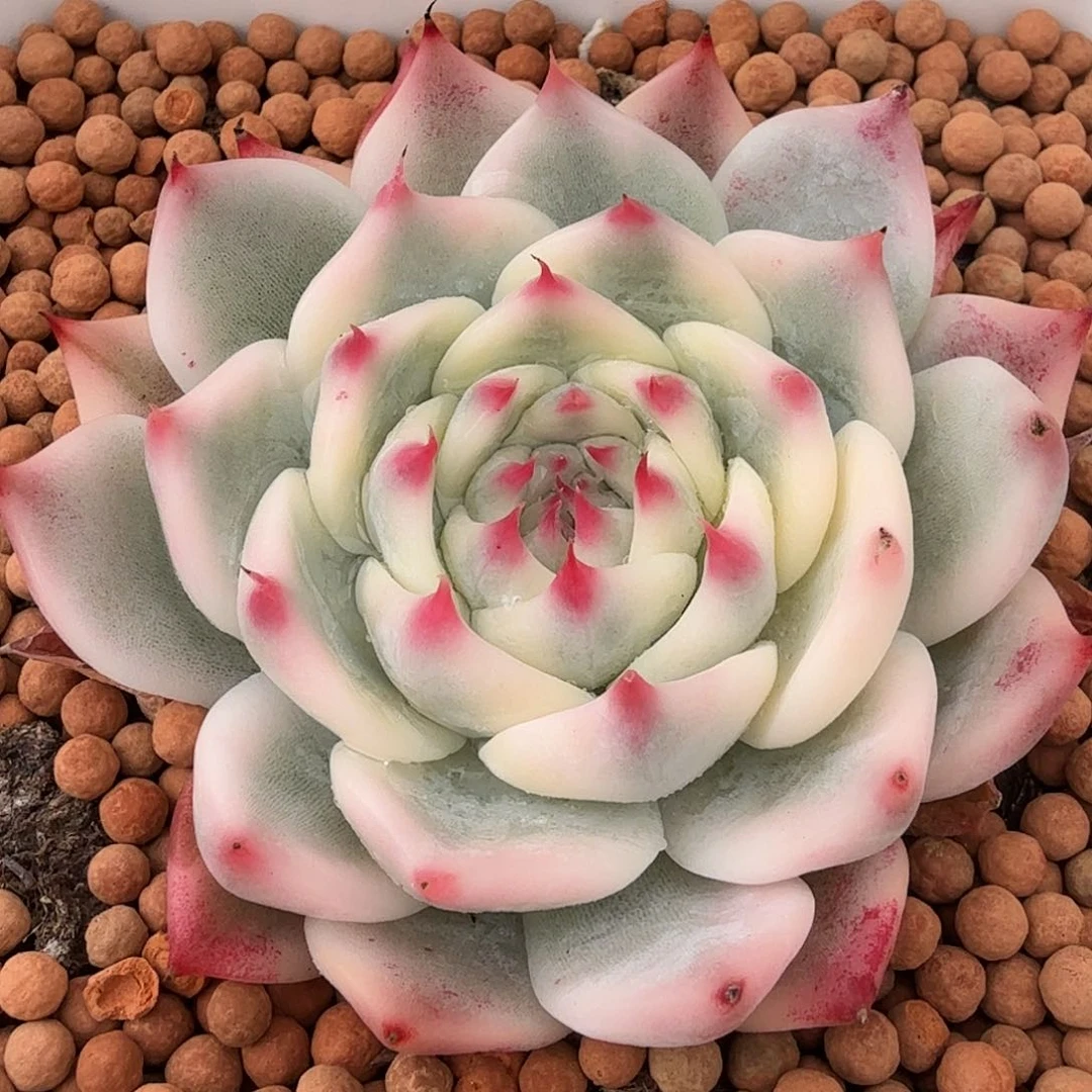 吉娃娃锦，多肉植物