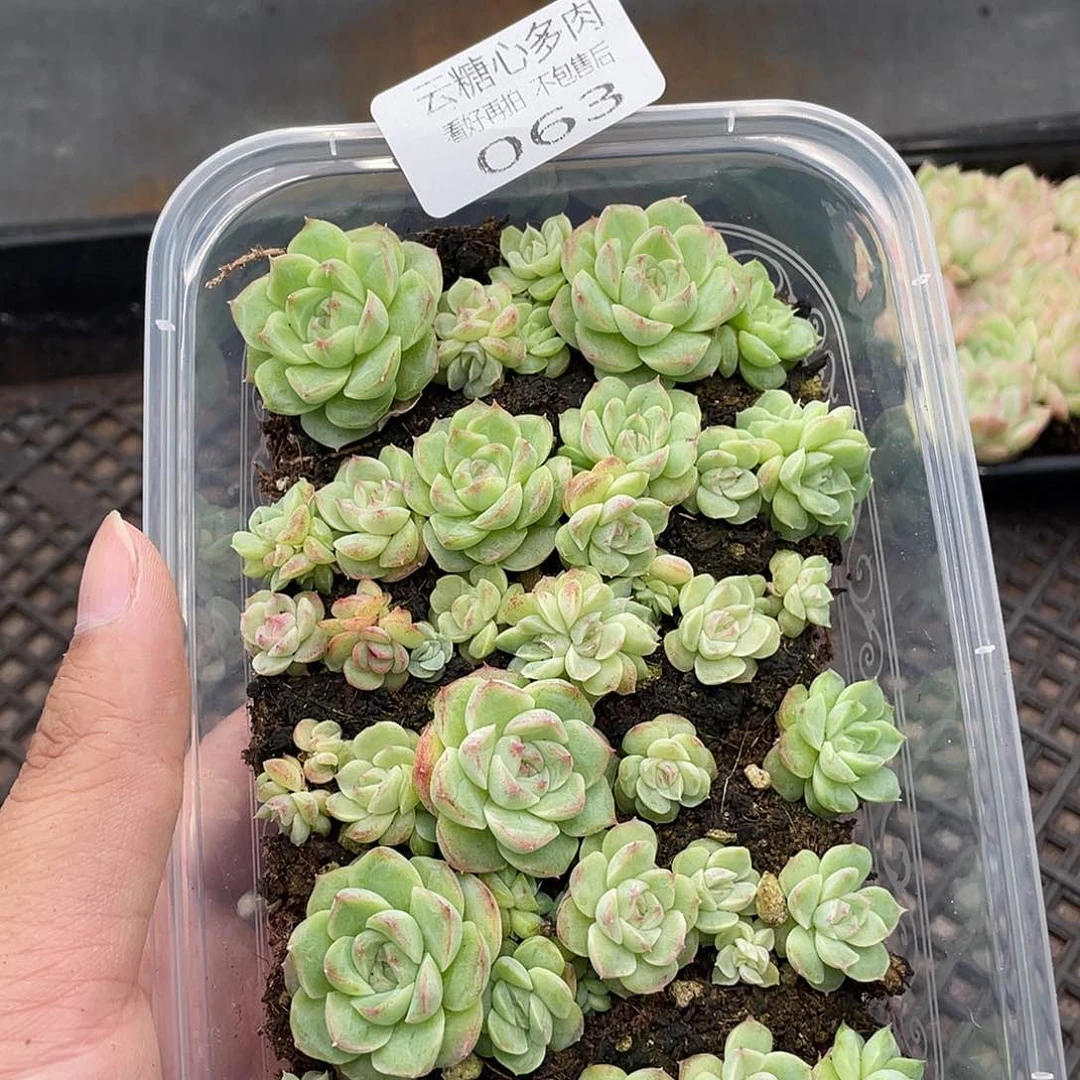 云糖心多肉植物63