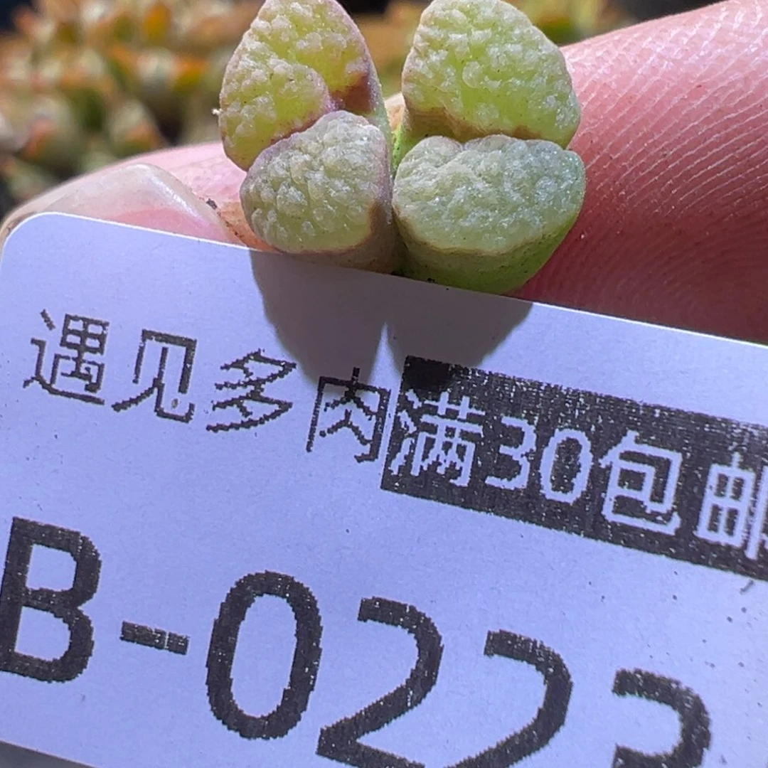 多肉植物11111111111111