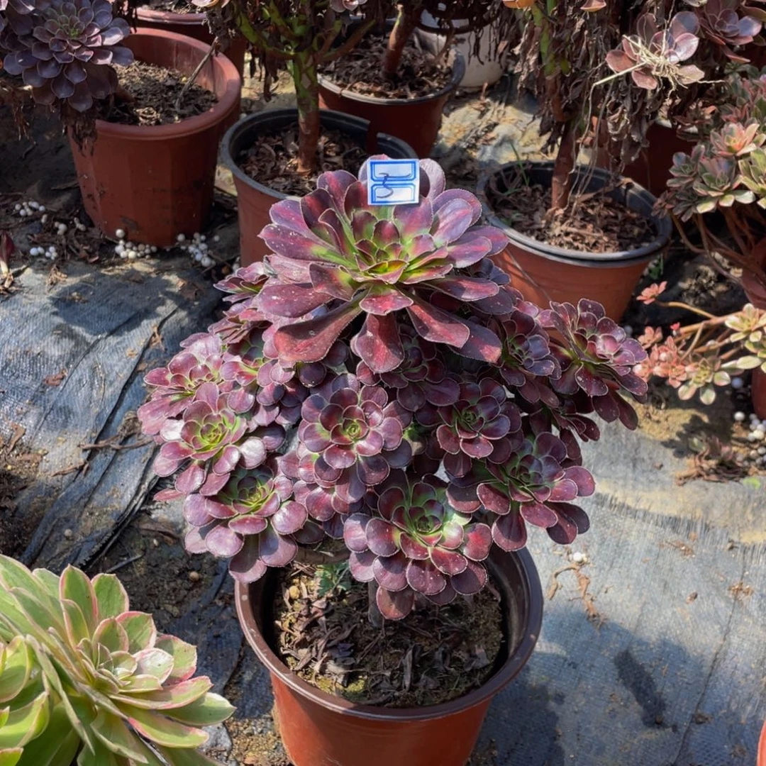 ****霖5鲜花老桩造型鲜花老桩