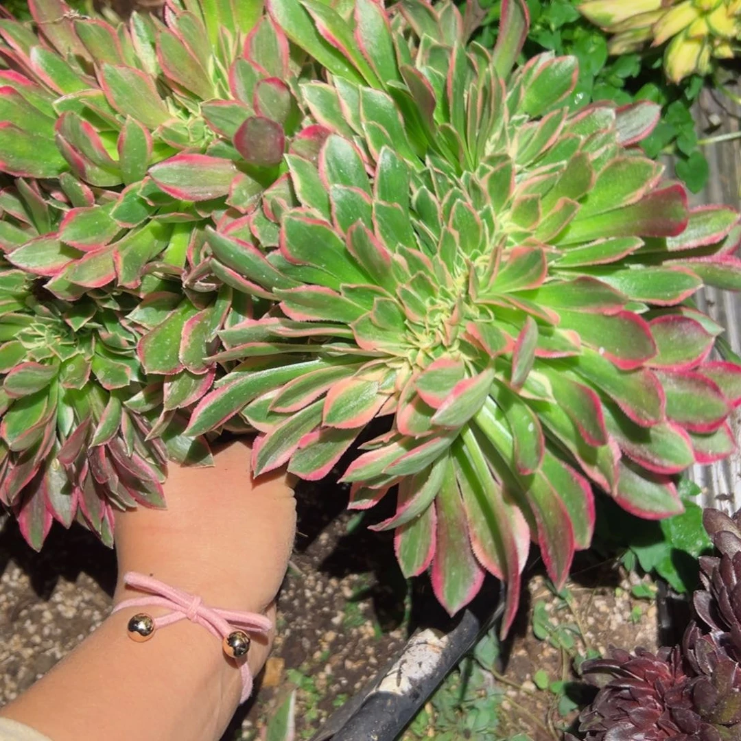 575 号多肉植物法师新年福利